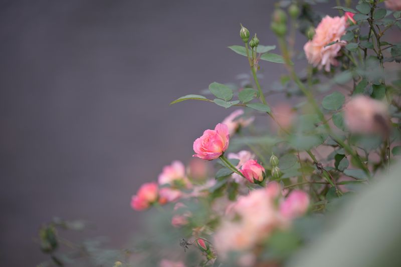 自然